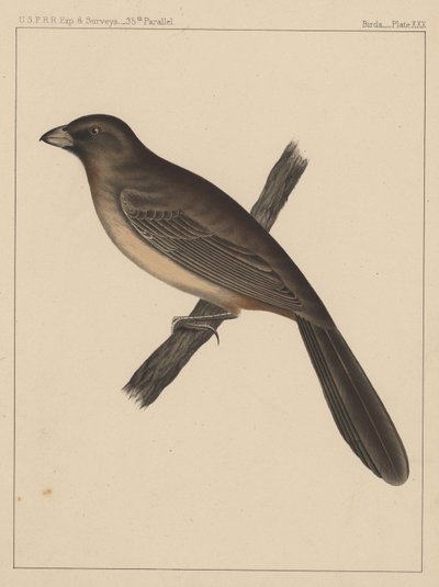 Vögel, Tafel XXX, 1855 von American School